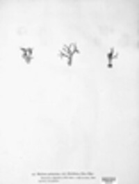Thelephora palmata image